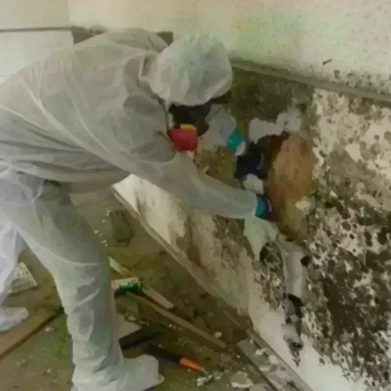 Mold Remediation and Removal in San Augustine County, TX